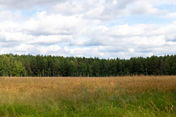 The bright sun over the green meadow covered by yellow dandelions.