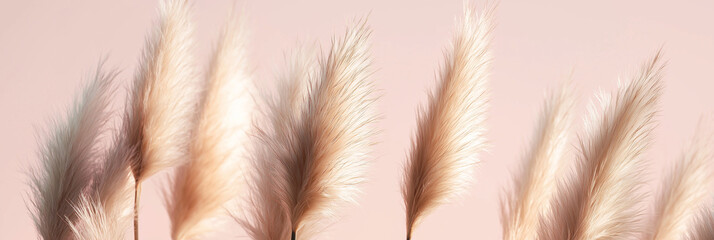 pampas grass with long, slender leaves and fluffy beige plumes against an isolated soft pink background