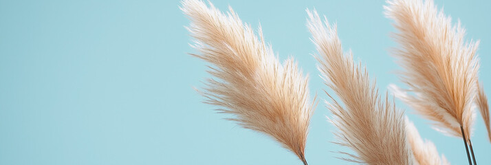 pampas grass with long, slender leaves and fluffy beige plumes against an isolated light blue background