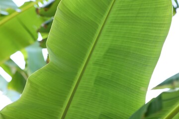 Beautiful green banana tree leaf outdoors, closeup