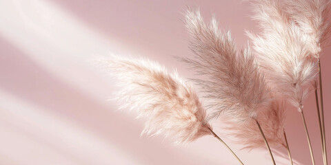 pampas grass with long, slender leaves and fluffy beige plumes against an isolated soft pink background