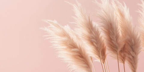 pampas grass with long, slender leaves and fluffy beige plumes against an isolated soft pink background