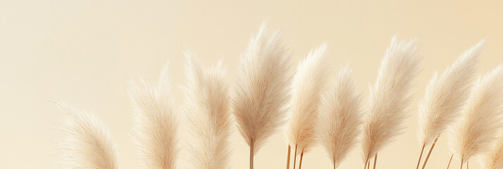Obraz premium pampas grass with long, slender leaves and fluffy beige plumes against an isolated pale yellow background