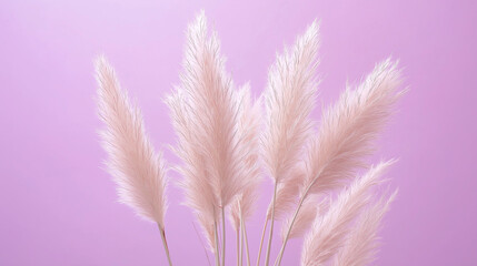 pampas grass with long, slender leaves and fluffy beige plumes against an isolated lilac background