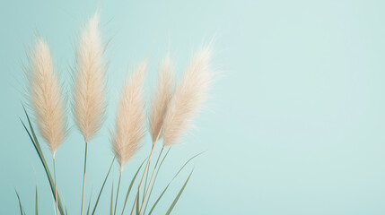 pampas grass with long, slender leaves and fluffy beige plumes against an isolated light blue background