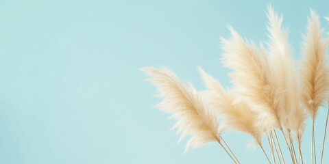 pampas grass with long, slender leaves and fluffy beige plumes against an isolated light blue background