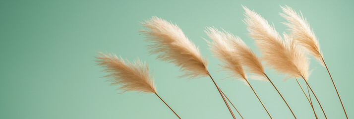 pampas grass with long, slender leaves and fluffy beige plumes against an isolated mint green background