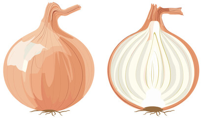 Onions in whole and cut in the middle. Minimalist illustration