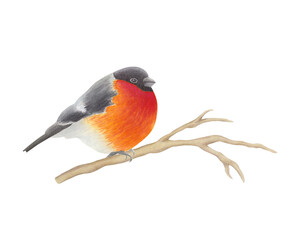 Bullfinch bird sitting on tree branch. Forest songbird with red, gray and black feathers on isolated background. Watercolor hand drawn illustration. Clip art for design, cards, invitations, greetings