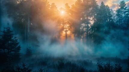 Naklejka premium Sunrise mist filters through tall forest trees, casting warm, golden light and creating a serene, ethereal atmosphere in the quiet morning woods..