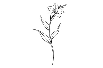 Elegant Gladiolus Line Art Detailed Vector Illustration of Branch and Blossom