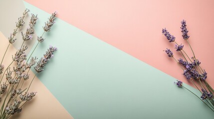 Lavender Flowers on a Tri-Colored Background