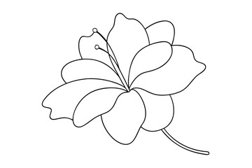  Line Drawing of Hibiscus Minimalist Line Art Vector Illustration