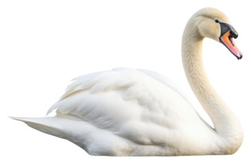 PNG Swan bird animal white.