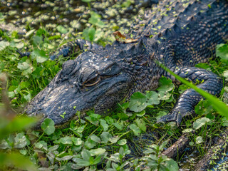 Naklejka premium small American alligator laying on the bank of a marsh