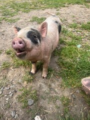 Fototapeta premium Baby piglet