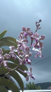 Vanda tricolor is a species of orchid occurring in Laos and from Java, Bali, Lombok and Sumbawa. It was imported to England by Thomas Lobb, the collector for Veitch Nurseries, from the western part of