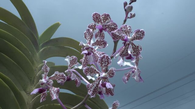 Vanda tricolor is a species of orchid occurring in Laos and from Java, Bali, Lombok and Sumbawa. It was imported to England by Thomas Lobb, the collector for Veitch Nurseries, from the western part of