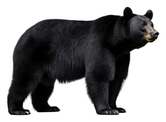 PNG Black bear wildlife mammal animal.