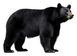 PNG Black bear wildlife mammal animal.