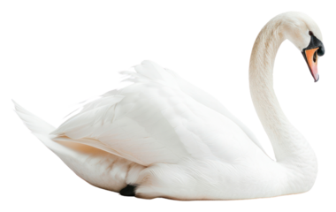 PNG Elegant white swan resting gracefully.