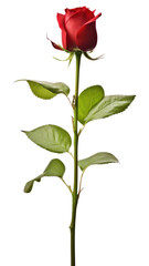 Obraz premium PNG Fresh red rose flower plant bud.