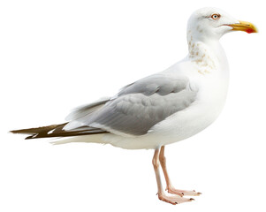 Fototapeta premium PNG Seagull standing white background