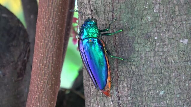 Jewel beetle bug or Chrysocoris stollii walking on the wooden texture. Bug, insect sternocera and green head with wings in Thailand