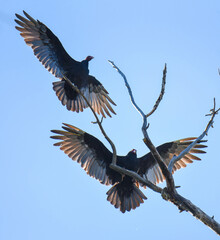 Turkey Vultures