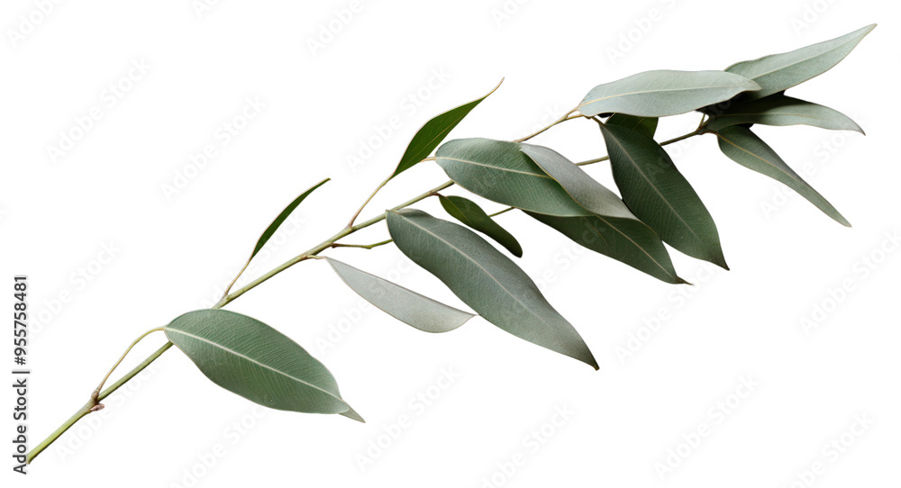 Sticker PNG Eucalyptus leaves plant leaf tree.