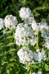 Summer floral background. White flowers in the country
