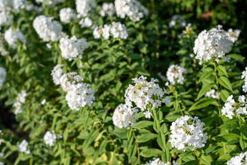 Summer floral background. White flowers in the country