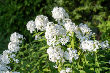 Summer floral background. White flowers in the country