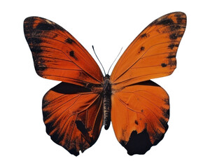 PNG Butterfly animal insect invertebrate.