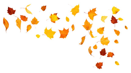 PNG Autumn leaves backgrounds falling plant.