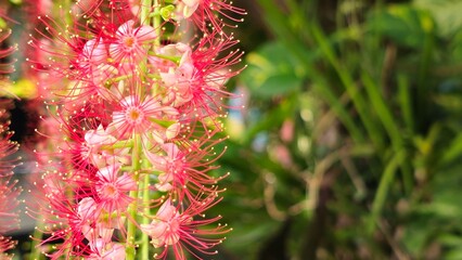Vertical hanging red flower background, close-up, blurred background.
