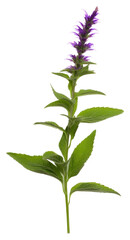 Fototapeta premium PNG Herbs lavender flower purple.