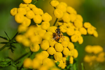 Honeybee on wildflowers