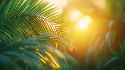 Obraz premium Sunlit Palm Fronds with a Blurred Background