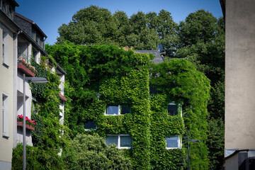 facade greening in cologne downtown for a better climate in the city