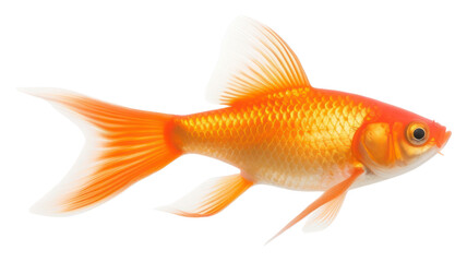 Obraz premium PNG A red gold fish goldfish animal white background.