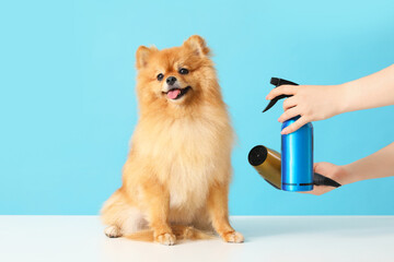 Female groomer drying cute Pomeranian dog's hair on blue background