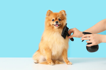 Female groomer brushing cute Pomeranian dog on blue background