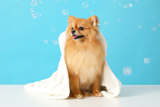 Cute Pomeranian dog with towel and soap bubbles on blue background