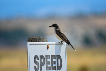Curious Cotton Tail Rabbit