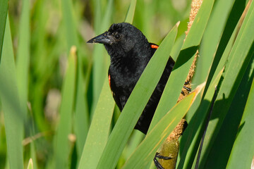 blackbird in the cattails