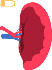 Spleen disease Illustration. 