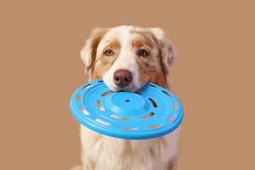 Cute Australian Shepherd dog with blue frisbee on brown background, closeup