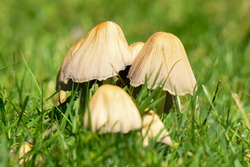Mushrooms