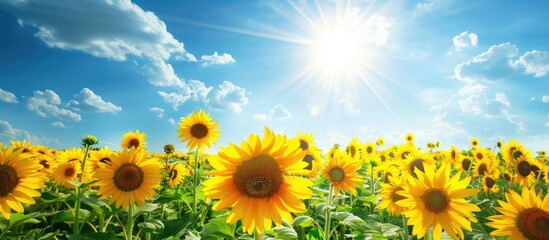 Obraz premium Bright Sunflowers On A Large Field Yellow Expanses Under A Blue Sky